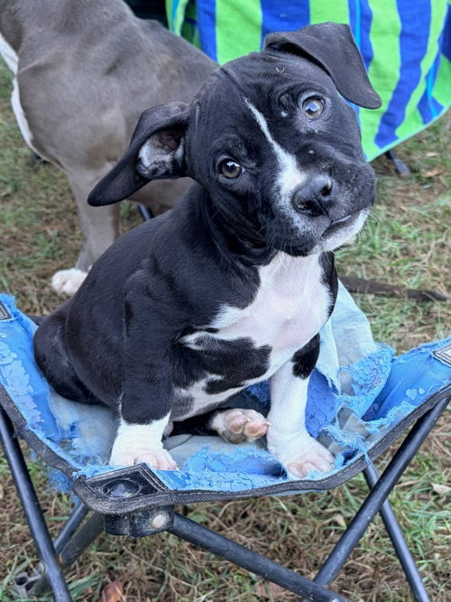 Otis, a Pit Bull Terrier dog for adoption in Alexandria, VA, photo 1 of 2