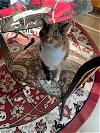 adoptable Cat in greensboro, NC named Meghan