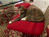 adoptable Cat in greensboro, NC named Kate