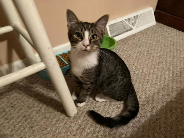 adoptable Cat in Greensboro, NC named Charles