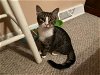adoptable Cat in greensboro, nc, NC named Charles