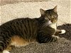 adoptable Cat in greensboro, NC named William