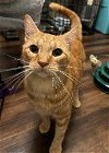 adoptable Cat in greensboro, NC named Munster