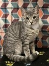 adoptable Cat in greensboro, NC named Helena