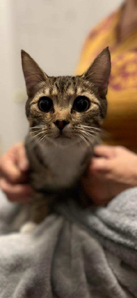 adoptable Cat in Greensboro, NC named Hippolyta