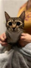 adoptable Cat in greensboro, NC named Hippolyta