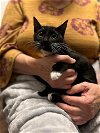 adoptable Cat in greensboro, NC named Hermia