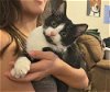 adoptable Cat in greensboro, NC named Kelce