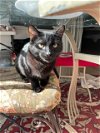 adoptable Cat in greensboro, NC named Olive Oyl