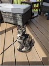 adoptable Cat in greensboro, NC named Loretta Lynn
