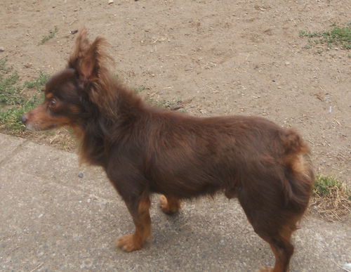 Mini Papillon Dog – SuAmi