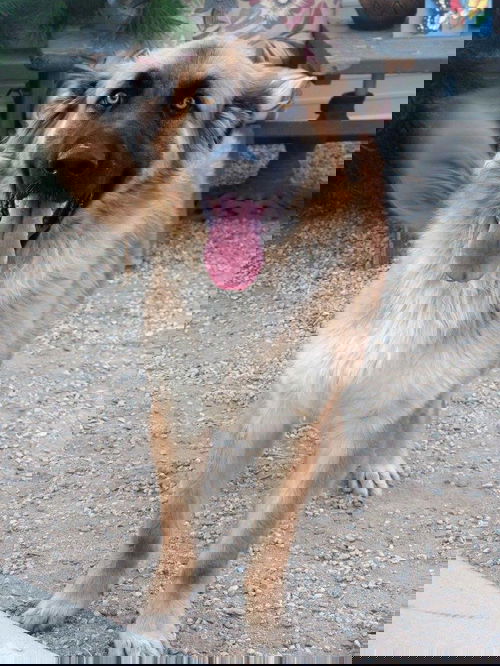 Gretchen