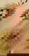 Thomas