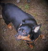 Spike