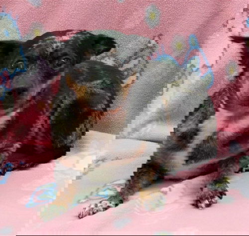 Sugar