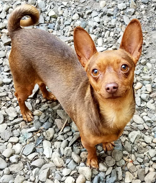 Mocha