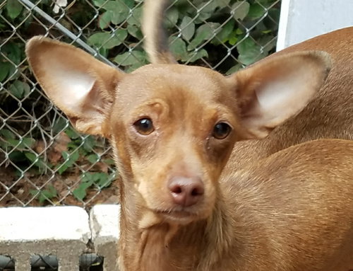 Minnie