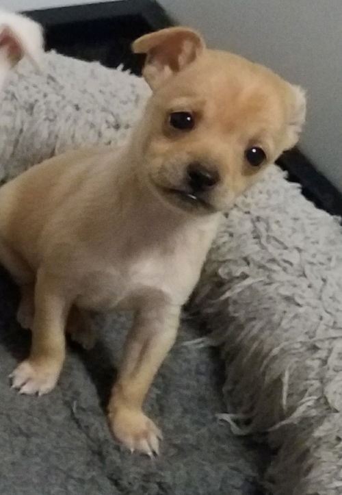 Hazel