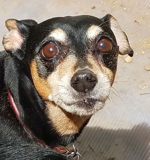Skipper
