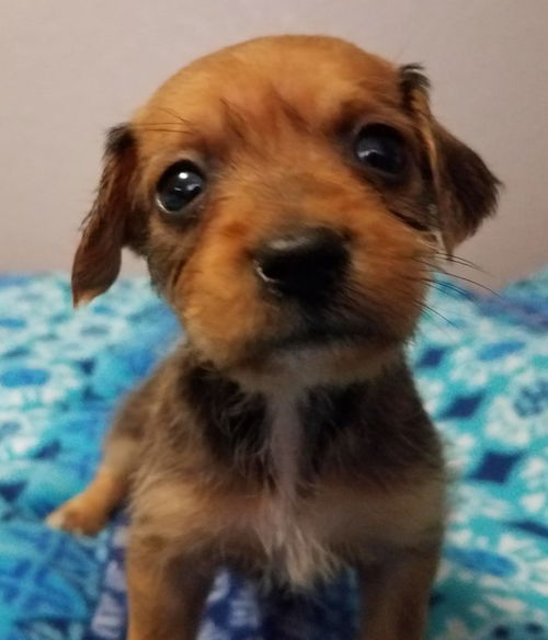 Scout