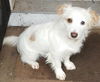 Tillie