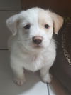Tobias