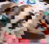 Thomas (Dexter)