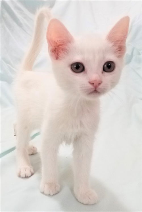 Blanca