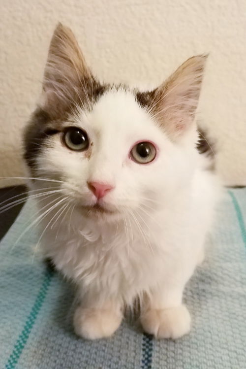 Jasper