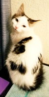 Jasper