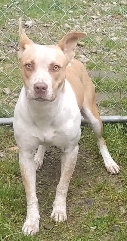 Kona