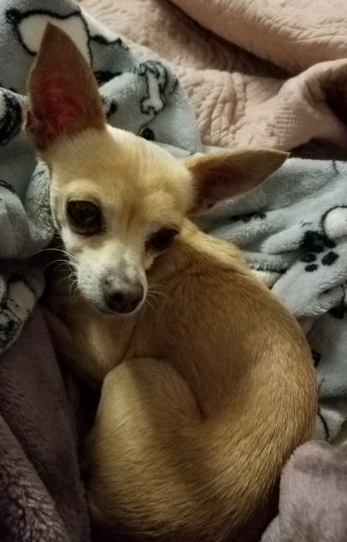 Tinkerbelle