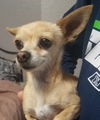 Tinkerbelle