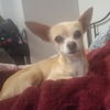 Tinkerbelle
