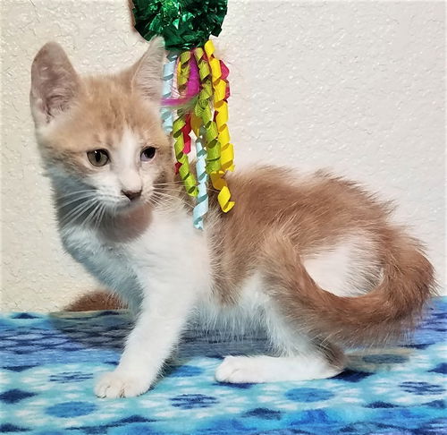Linus