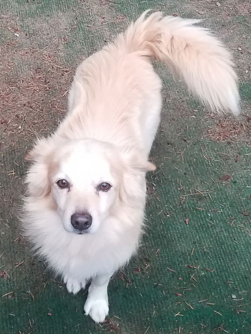 Seamus