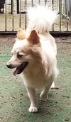 Seamus