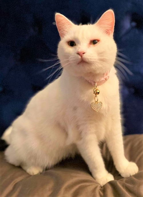 Snowball