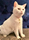 Snowball