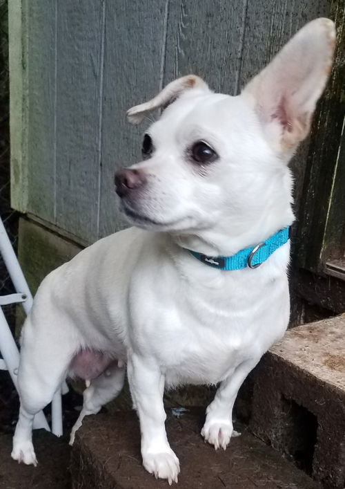 Lulu
