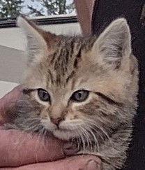 Greta