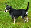 Lizzie