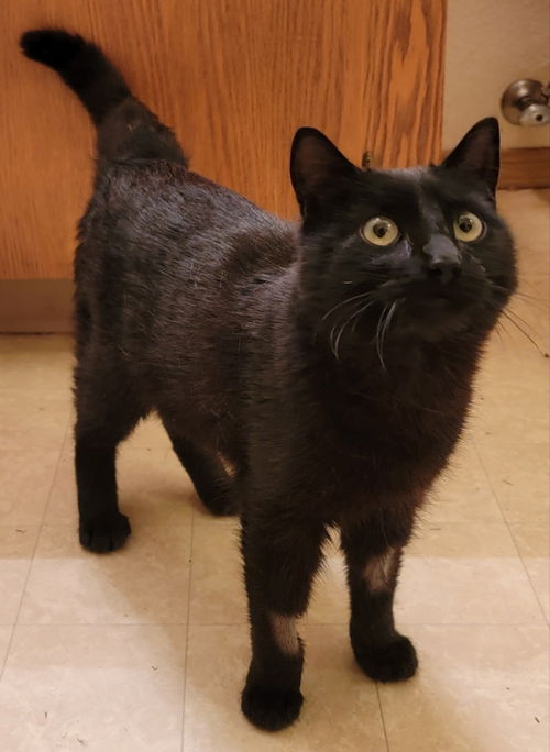 Samson