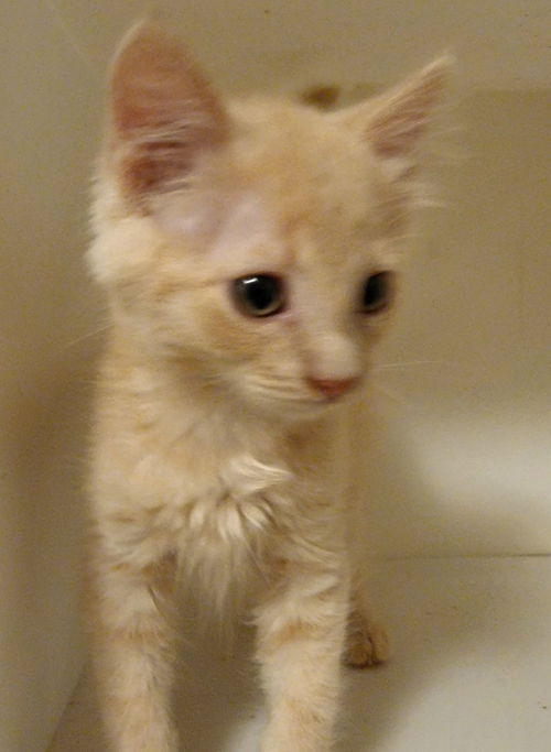Sawyer