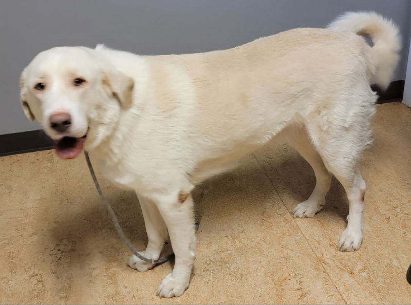 Great pyrenees sale mixed with lab