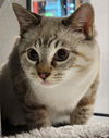 Sweetie