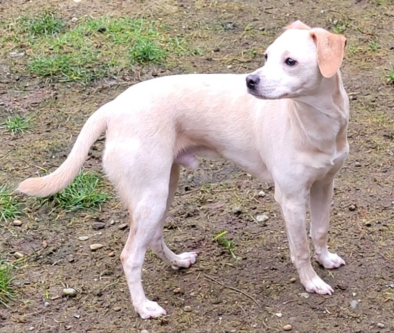 adoptable Dog in Olalla, WA named Graham
