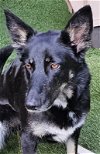adoptable Dog in olalla, WA named Scarlett