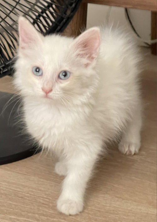 Mochi