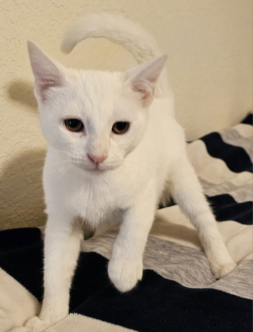 Tofu